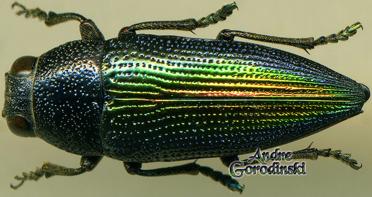 http://www.gorodinski.ru/buprestidae/Lampetis fastuosa .jpg